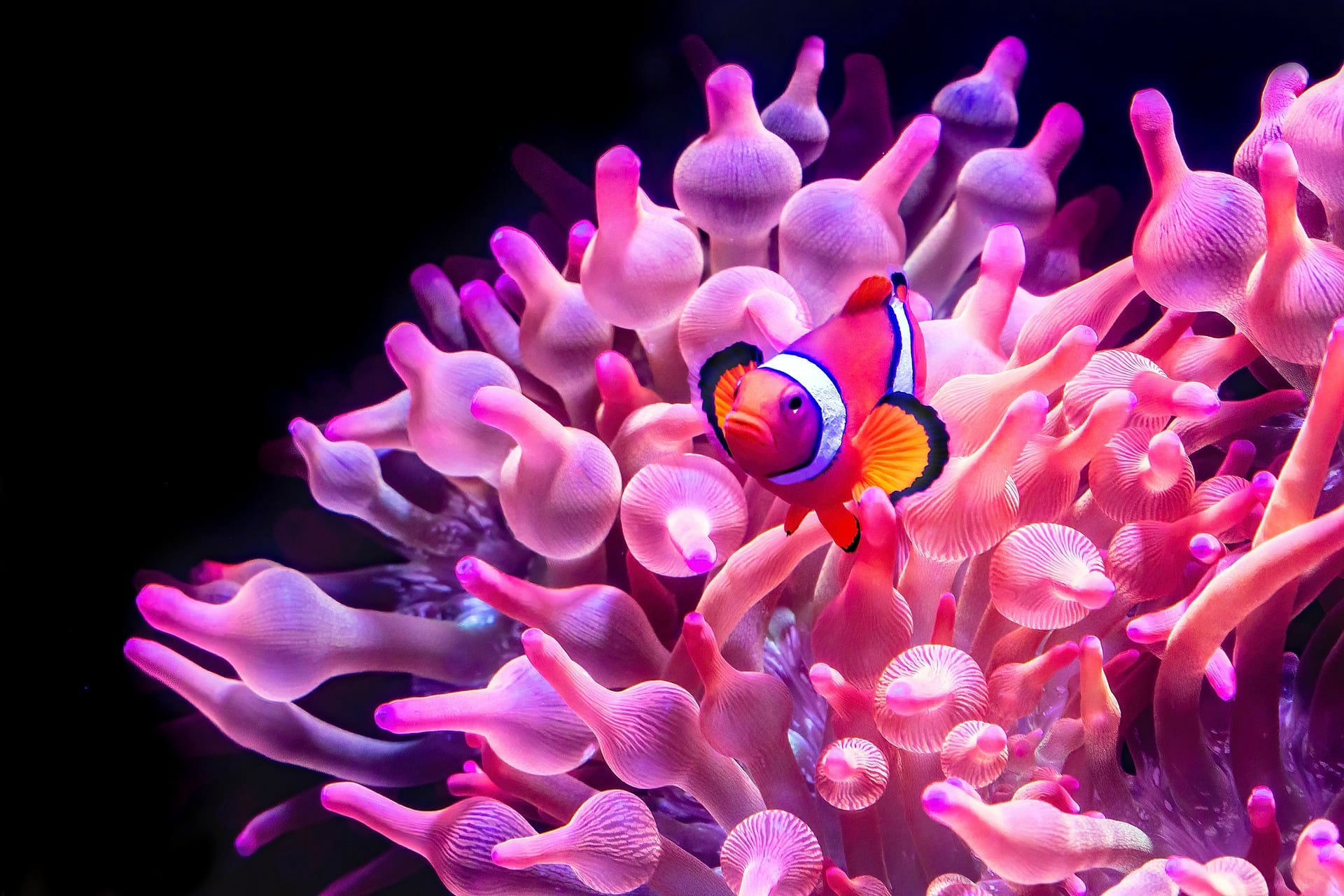 Tropical Aquariums