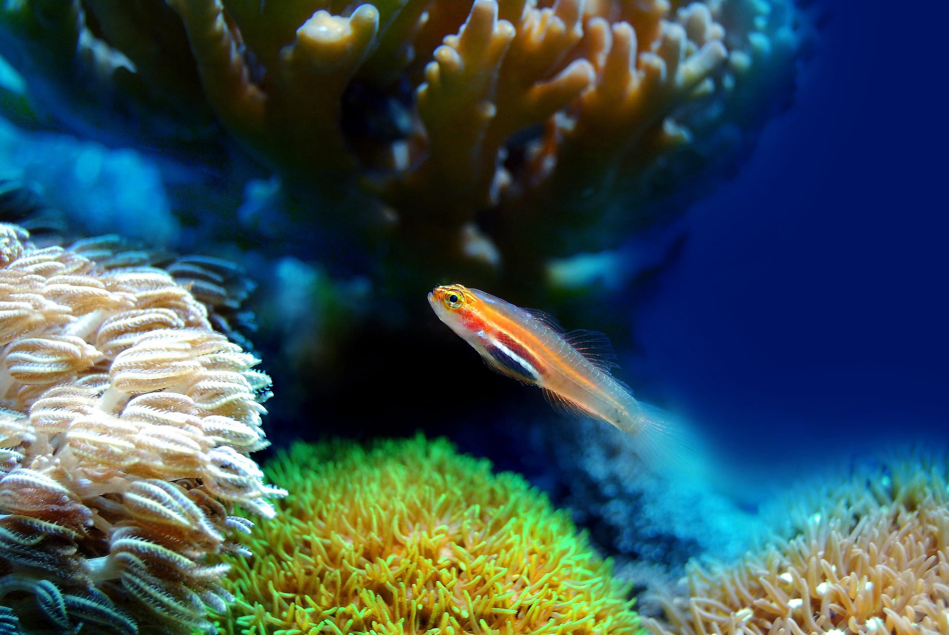 Aquarium rental